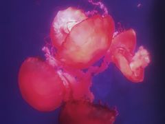 -芜湖新华联大白鲸海洋公园