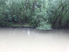 -大湾区中央湿地公园