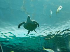 -瑞普利水族馆