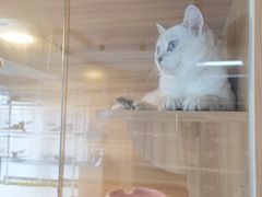 -喵百万·布偶·蓝金金渐层英短·猫舍(百子湾店)