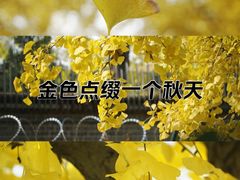 -三里屯东五街银杏大道