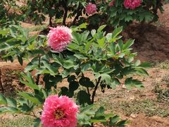 -北京西山国家森林公园