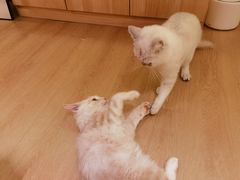 -猫腻·猫咖·撸猫馆(星光大道店)