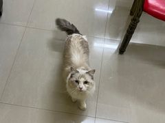 -猫咪咖啡店(新城大街店)