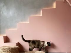-猫儿山۰猫主题餐厅