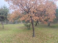 -森林公园(尖草坪区)