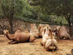 -石家庄市动物园