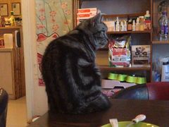 -名猫咖啡馆·撸猫·拼豆