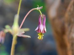-碓臼峪自然风景区