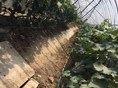 -马陆小张葡萄园农家乐