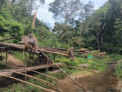 -中国科学院西双版纳热带植物园