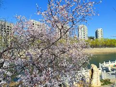 -桃花堤公园