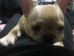 -爱诺耐芙动物医院(万博店)