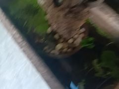 -颜氏双江清水鱼一养身火锅(磁器口店)