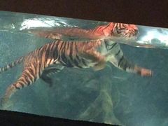 -清迈夜间动物园