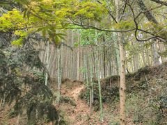 -上海佘山国家森林公园天马山园