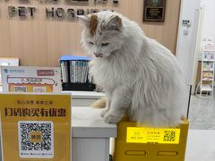 -瑞派雷欧宠物医院·24h夜诊·心脏骨科牙科·全科重症转诊中心(无影山店)