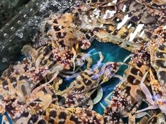 -四川小胡子海鲜(丁村万人海鲜广场店)