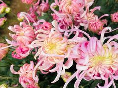 -华强阁菊花宴自助火锅店