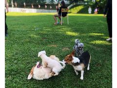 -良成狗狗乐园