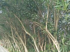 -上海海事大学(临港校区)