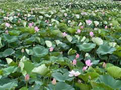 -荷塘月色湿地公园·向阳花洲