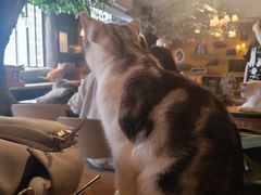 -猫猫幼稚园·撸猫·桌游·电玩