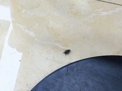 -CoCo都可(国芳百货店)