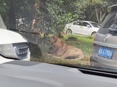 -海南热带野生动植物园