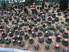 -深圳仙湖植物园