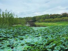-同里国家湿地公园