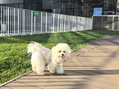 -百好乐宠物友好餐厅(朝外大街店)