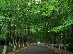 -八大关景区