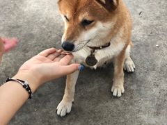 -柴犬高等学院·狗咖·柴犬售卖·宠物训练