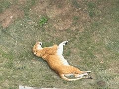 -西霞口神雕山野生动物世界