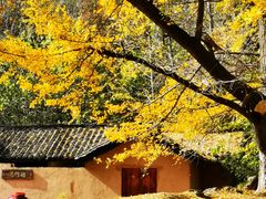 -千年银杏谷文化旅游区