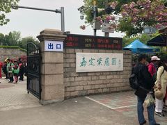 -嘉定紫藤园