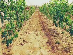 景点-杨柳青园艺科技博览园