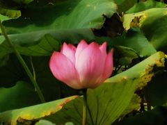 -新江湾城公园
