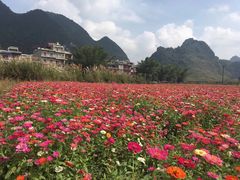 -靖西鹅泉风景区