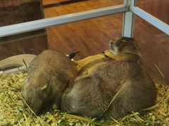 -酷以爬仙阁实体爬宠店·守宫·蜥蜴·专业繁育