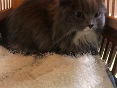 -爱侣宠医·鹦鹉专科·小型哺乳类·异宠专科(灵石路店)