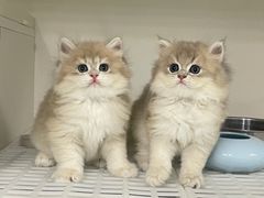 -lincat·猫舍(广州店)