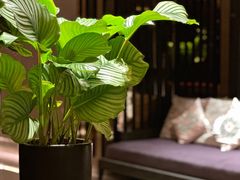 -桃花源中餐厅(金茂豪华精选酒店)