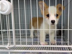 -翊宠yipet猫狗购宠庄园