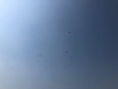 -合肥滨湖国家森林公园