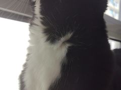 -鼓捣猫呢主题猫咖店