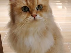 -momokira米努特·德文卷毛猫·棉花面纱犬