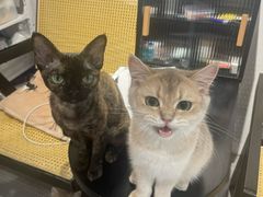 -琪喵猫屋·撸猫猫咖·猫舍