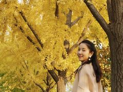 -三里屯东五街银杏大道